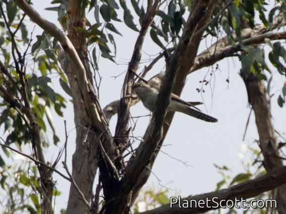 Pallid Cuckoo (Heteroscenes pallidus)