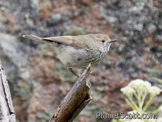 Brown Thornbill (Acanthiza pusilla)