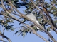 Black-faced Cuckooshrike (Coracina novaehollandiae)
