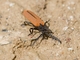Long-nosed Lycid Beetle (Porrostoma rhipidium)