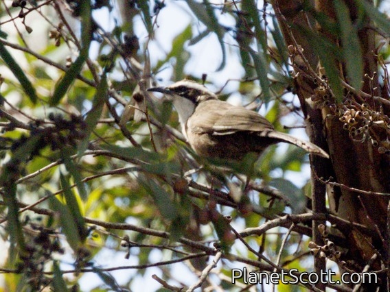 White-browed Babbler (Pomatostomus superciliosus)