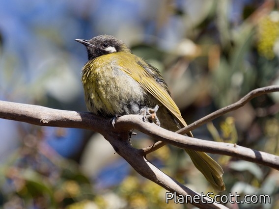 White-eared Honeyeater (Nesoptilotis leucotis)