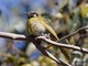 White-eared Honeyeater (Lichenostomus leucotis)