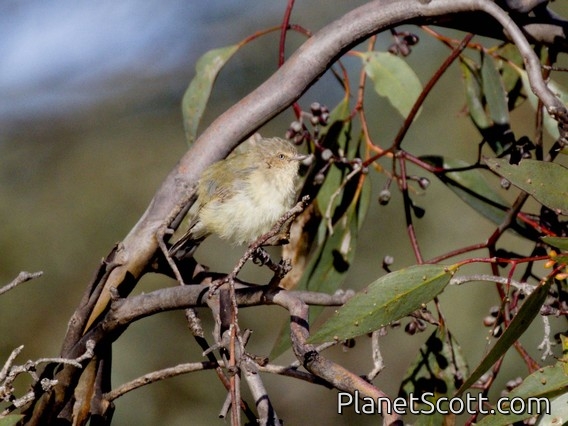 Weebill (Smicrornis brevirostris)