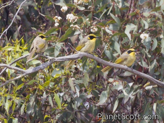 Yellow-tufted Honeyeater (Lichenostomus melanops)