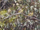 Yellow-tufted Honeyeater (Lichenostomus melanops)