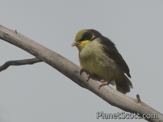 Yellow-tufted Honeyeater (Lichenostomus melanops) - Juvenile