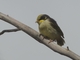 Yellow-tufted Honeyeater (Lichenostomus melanops) - Juvenile
