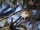 Inland Thornbill (Acanthiza apicalis)
