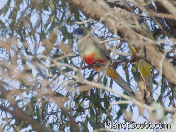 Greater Bluebonnet (Northiella haematogaster)