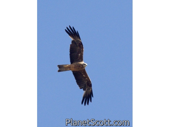 Whistling Kite (Haliastur sphenurus)