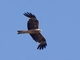 Whistling Kite (Haliastur sphenurus)
