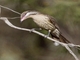 Spiny-cheeked Honeyeater (Acanthagenys rufogularis)