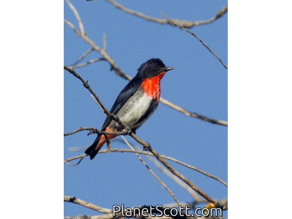 Mistletoebird (Dicaeum hirundinaceum)