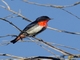 Mistletoebird (Dicaeum hirundinaceum)