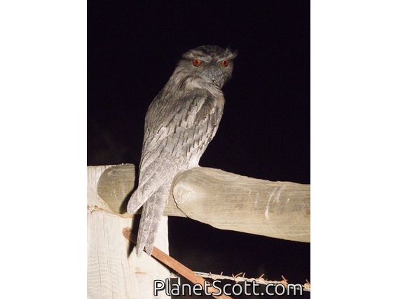 Tawny Frogmouth (Podargus strigoides)