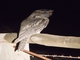 Tawny Frogmouth (Podargus strigoides)