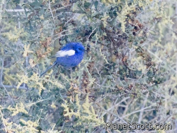 White-winged Fairywren (Malurus leucopterus)