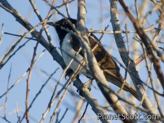Black Honeyeater (Sugomel nigrum)