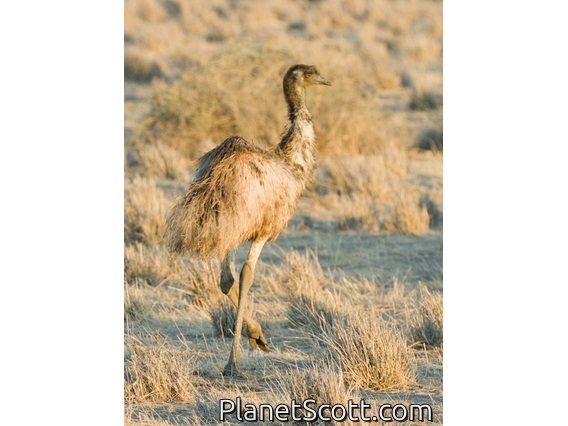 Emu (Dromaius novaehollandiae)