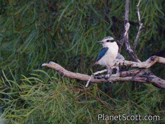 Red-backed Kingfisher (Todiramphus pyrrhopygius)