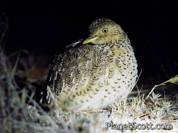 Plains-wanderer (Pedionomus torquatus)