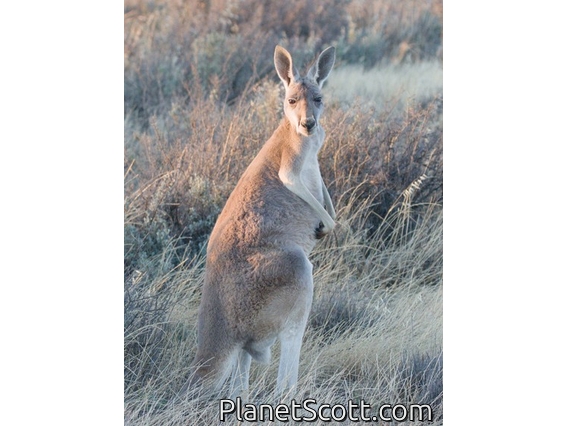 Eastern Gray Kangaroo (Macropus giganteus)