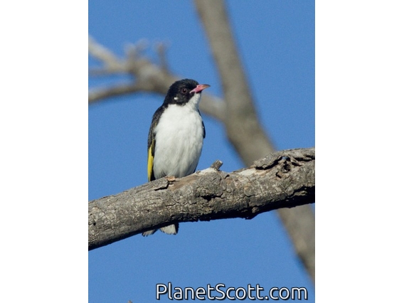 Painted Honeyeater (Grantiella picta)