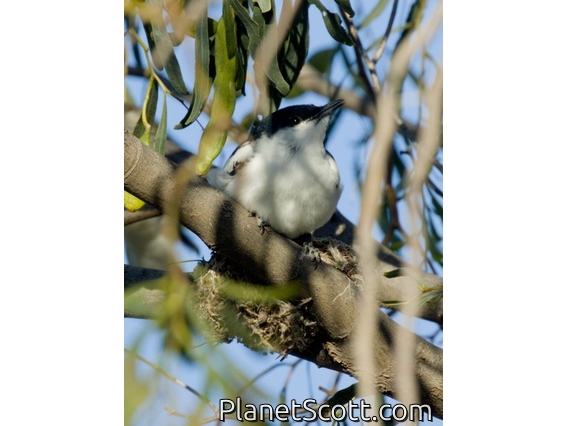 White-winged Triller (Lalage tricolor)