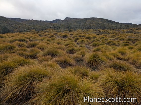 Cradle Mountain National Park