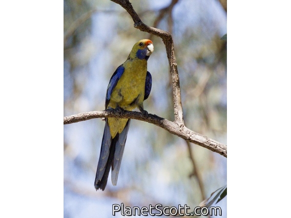 Crimson Rosella (Platycercus elegans)
