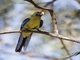Crimson Rosella (Platycercus elegans)