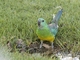 Red-rumped Parrot (Psephotus haematonotus)