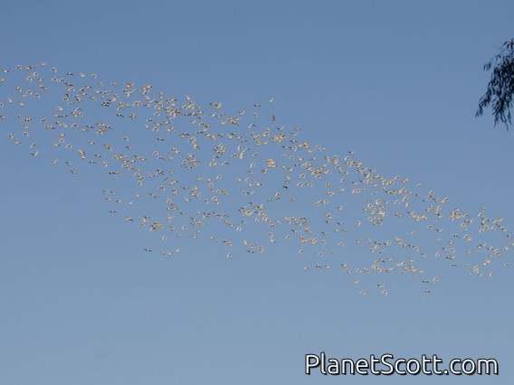 Little Corella (Cacatua sanguinea)
