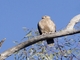 Whistling Kite (Haliastur sphenurus)
