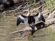 Australasian Darter (Anhinga novaehollandiae)