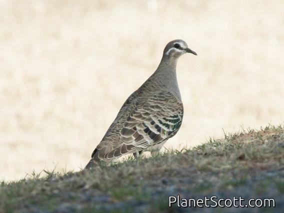 Common Bronzewing (Phaps chalcoptera)
