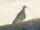 Common Bronzewing (Phaps chalcoptera)