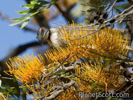 Noisy Friarbird (Philemon corniculatus)