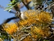 Noisy Friarbird (Philemon corniculatus)