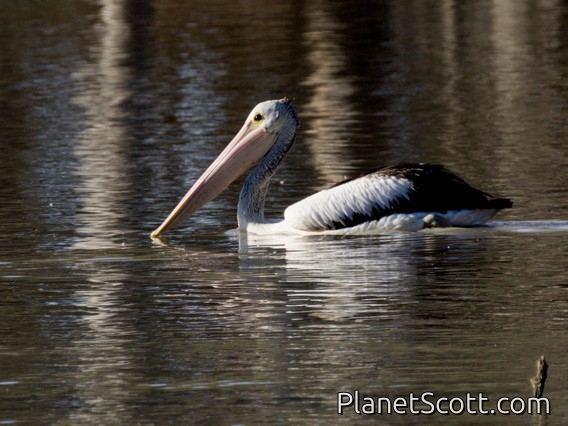 Australian Pelican (Pelecanus conspicillatus)