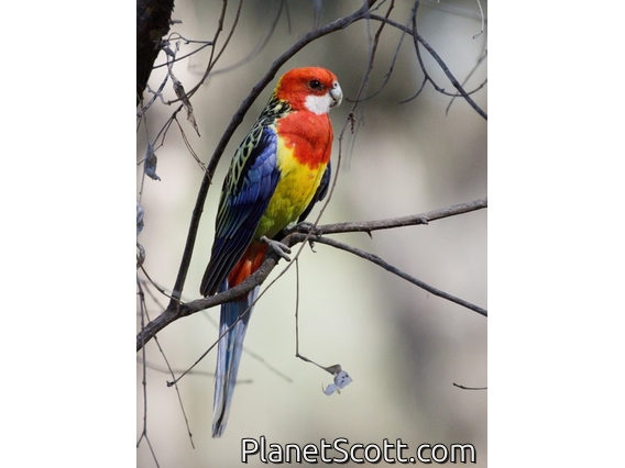 Eastern Rosella (Platycercus eximius)