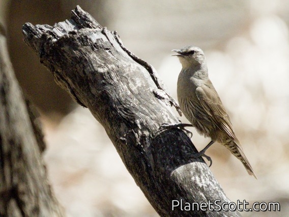 Brown Treecreeper (Climacteris picumnus)