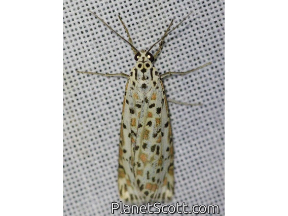Heliotrope Moth (Utetheisa pulchelloides)