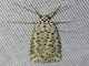 Heliotrope Moth (Utetheisa pulchelloides)