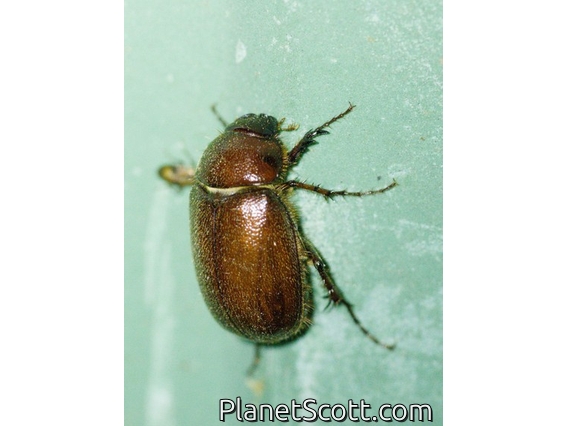 Christmas Beetle (Scarabaeidae sp)
