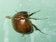 Christmas Beetle (Scarabaeidae sp)