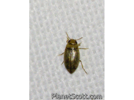 Predaceous Diving Beetle (Uvarus sp)