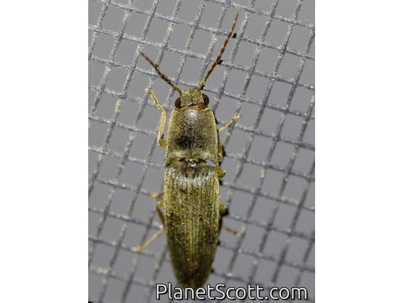 Click Beetle (Monocrepidius sp)