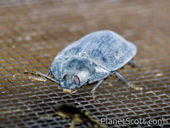 Blue Pie-dish Beetle (Pterohelaeus sp)